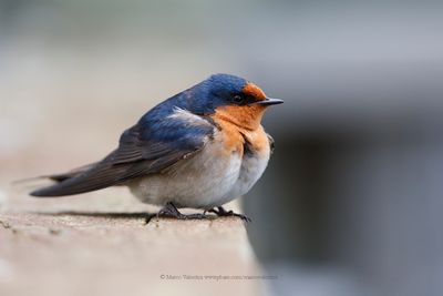 Welcome swallow - Hirundo neoxena