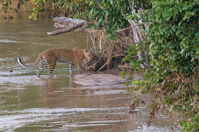 Leopard - Panthera pardus