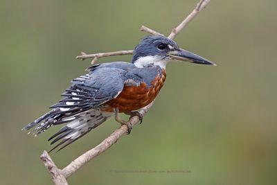 Ringed Kingfisher - Megaceryle torquata