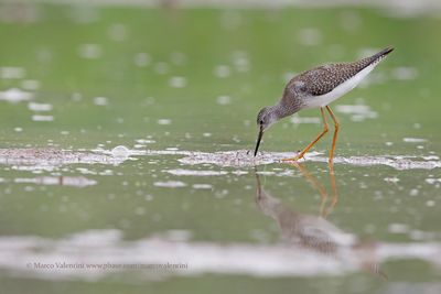 Greater Yellowlegs - Tringa melanoleuca