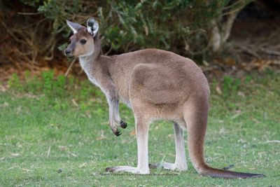 Western Grey Kangaroo - Macropus fuliginosus