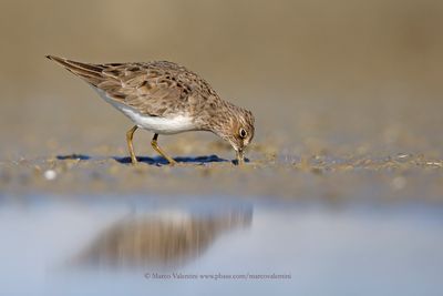 Temminck's stint - Calidris temminkii