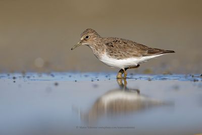 Temminck's stint - Calidris temminkii