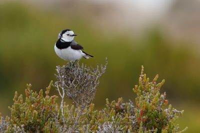 White-fronted chat - Epthianura albifrons