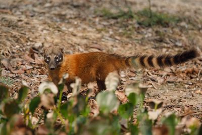 Coati - Nasua nasua