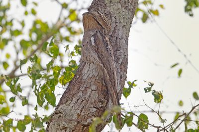 Common Potoo - Nyctibius griseus