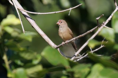 Red-billed Firefinch - Lagonosticta senegala