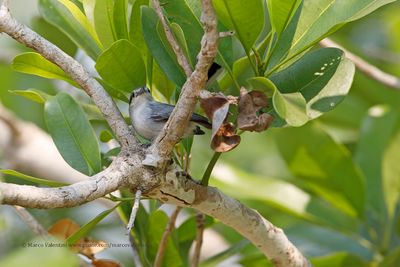 Masked Gnatcatcher - Polioptila dumicola