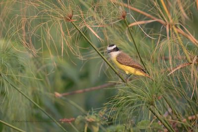 Great Kiskadee - Pitangus sulphuratus