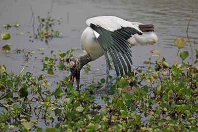 Wood stork - Mycteria americana