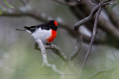 Red-capped Robin - Petroica godenovii