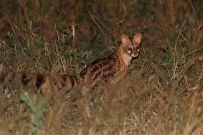 Large Spotted Genet - Genetta tigrina