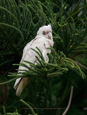 Little Corella - Cacatua sanguinea