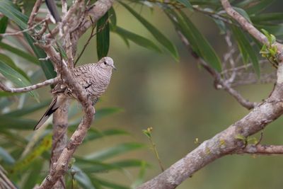 Scaled dove - Scardafella squammata