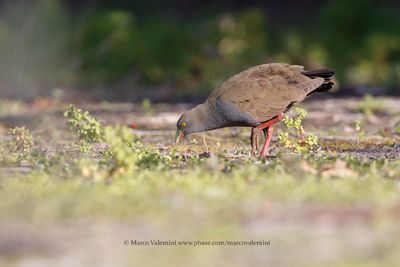 Black-tailed Native-hen - Tribonyx ventralis