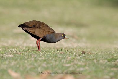 Black-tailed Native-hen - Tribonyx ventralis