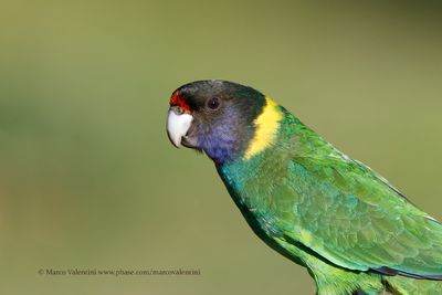 Australian ringneck - Barbardius zonarius