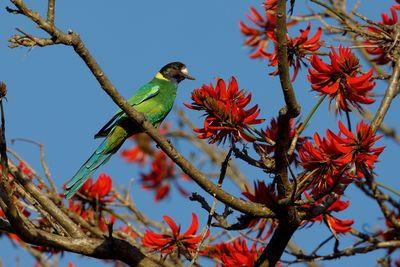 Australian ringneck - Barbardius zonarius