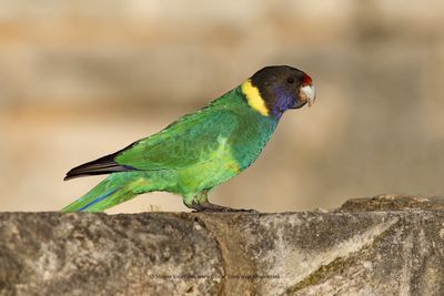 Australian ringneck - Barbardius zonarius