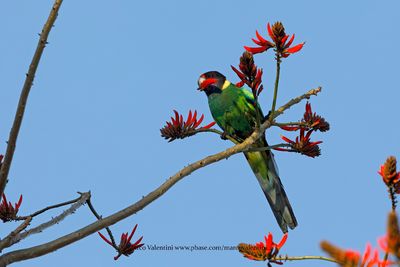 Australian ringneck - Barbardius zonarius