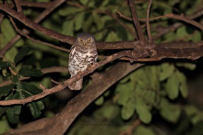 Barred Owlet - Glaucidium capense