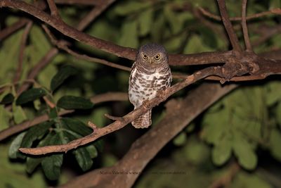 Barred Owlet - Glaucidium capense