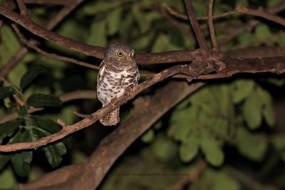 Barred Owlet - Glaucidium capense