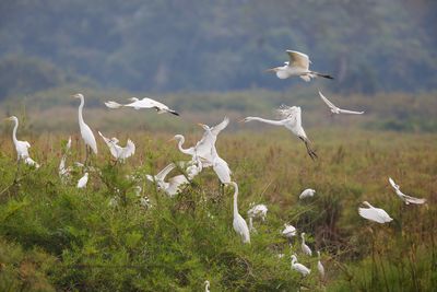 Snowy Egret - Egretta nivea