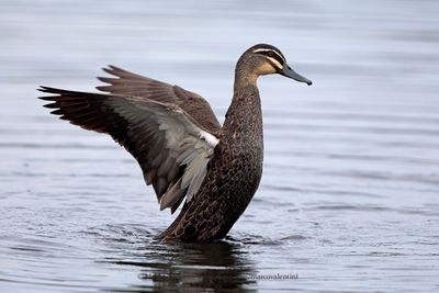 Pacific Black Duck - Anas superciliosa