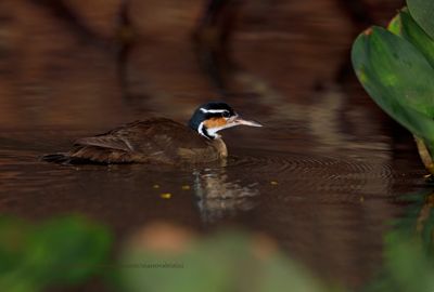 Sungrebe - Heliornis fulica