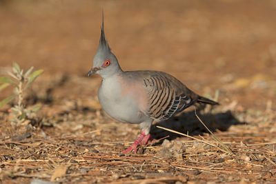 Crested pigeon - Ocyphaps lophotes