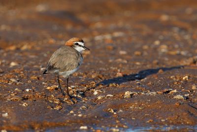 Red-capped Plover - Charadrius ruficapillus