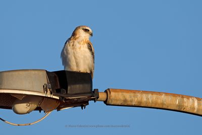 Black-shouldered Kite - Elanus axillaris