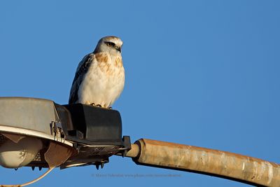 Black-shouldered Kite - Elanus axillaris