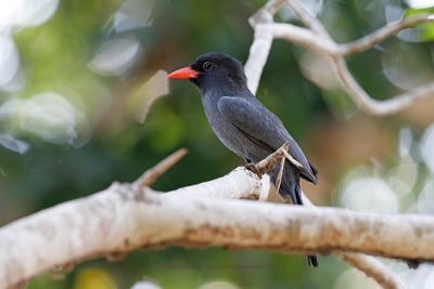 Black-fronted Nunbird - Monasa nigrifrons