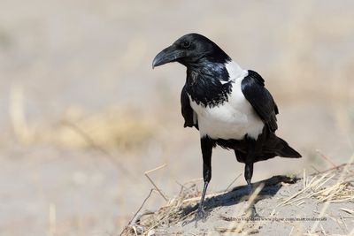 African Pied crow - Corvus albus