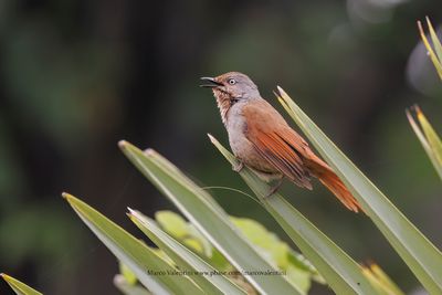 Collared Palm-thrush - Cichladusa_arquata