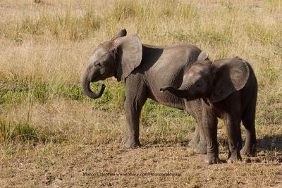 African Elephant - Loxodonta africana