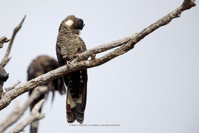 Carnaby's Black-cockatoo - Calyptorhynchus latirostris