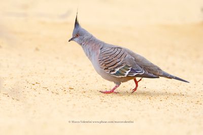 Crested pigeon - Ocyphaps lophotes
