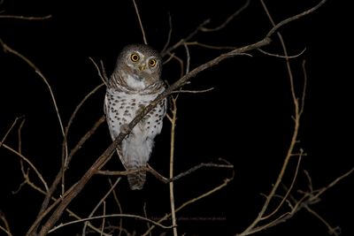 Barred Owlet - Glaucidium capense