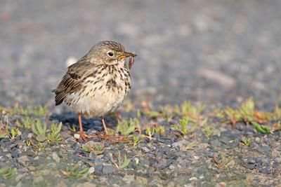 Meadow pipit - Anthus pratensis