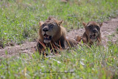 African Lion - Panthera leo
