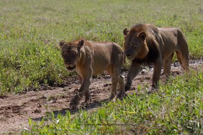 African Lion - Panthera leo