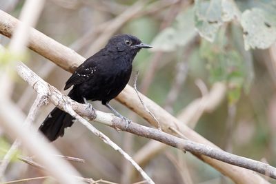 Mato Grosso Antbird - Cercomacra melanaria