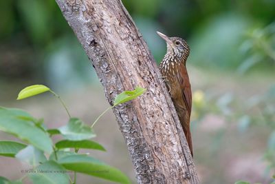 Straight-billed woodcreeper - Dendroplex picus