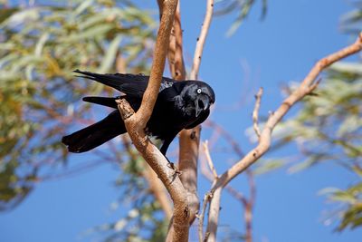 Little Crow - Corvus bennetti