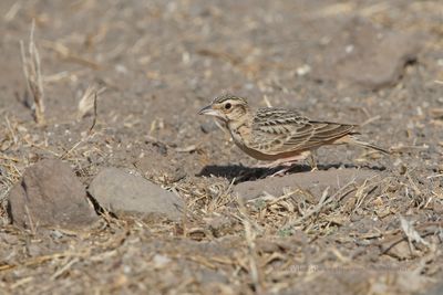 Tawny lark - Galerida deva