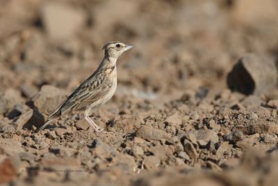 Tawny lark - Galerida deva