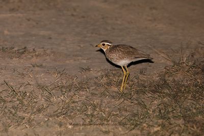 Three-banded Courser - Rhinoptilus cinctus